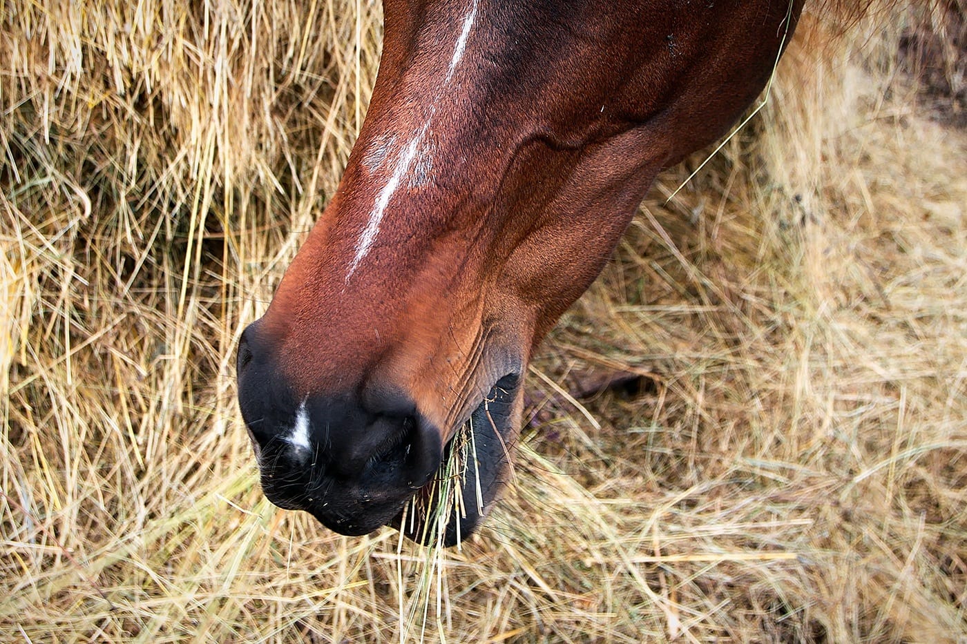 Why Horses Should Not Be Fed Grain